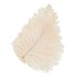 DRY BLEACHED CABAN LEAVES 30X22CM