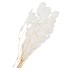 DRY BLEACHED EUCALYPTUS POPULUS PREPARED 70X5CM