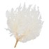 DRY BLEACHED GULL VAREN PREPAIRED 75X65CM