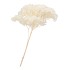 DRY BLEACHED HORTENSIA PREPARED 7X33CM