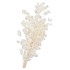 DRY BLEACHED LUNARIA 90X15CM
