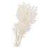 DRY BLEACHED RUSCUS 80X15CM