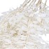 DRY BLEACHED RUSCUS 80X15CM