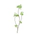 SILK CHERRY BLOSSOM GREEN 85CM