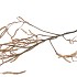 SILK HAZEL BRANCH LIGHT COFFEE 130CM