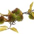 SILK CHESTNUT 97CM