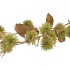 SILK CHESTNUT 106CM