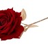 SILK ROSE GOLDIE DARK RED 75CM