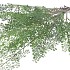 SILK FERN MAIDEN HAIR BRANCH GREEN SNOWY 76CM
