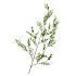 SILK LEAF BRANCH GREEN 140CM NM