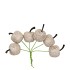 PICK SHINE APPLE COZY CHAMPAGNE 3X7CM P/72