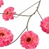 SILK ZINNIA FUCHSIA 106CM