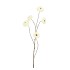 SILK ZINNIA WHITE 106CM