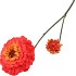SILK ZINNIA RED 54CM NM