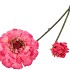 SILK ZINNIA FUCHSIA 54CM NM