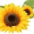 SILK SUNFLOWER YELLOW 95CM