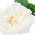 SILK WILD ROSE WHITE SINGLE 65CM NM