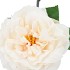 SILK WILD ROSE CREAM SINGLE 65CM NM