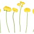 SILK FLOWERS ASS YELLOW 23CM P/1
