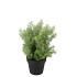 SILK CYPRESS GREEN IN POT S 18X18X20CM NM
