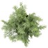 SILK CYPRESS GREEN IN POT S 18X18X20CM NM