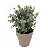 SILK EUCALYPTUS GREEN IN POT TERRA  L 30X30X40CM NM