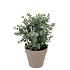 SILK EUCALYPTUS GREEN IN POT TERRA M 25X25X28CM NM