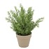 SILK CYPRESS GREEN IN POT TERRA L 33X33X50CM NM