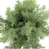 SILK CYPRESS GREEN IN POT TERRA L 33X33X50CM NM