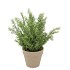 SILK CYPRESS GREEN IN POT TERRA M 23X23X31CM NM