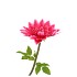 SILK AMAZING DAHLIA BEAUTY FUCHSIA L 35X100CM