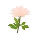 SILK AMAZING DAHLIA BEAUTY PEACH XL 43X110CM