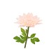 SILK AMAZING DAHLIA BEAUTY PEACH L 35X100CM NM