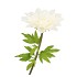SILK AMAZING DAHLIA BEAUTY CREAM XXL 50X120CM