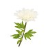 SILK AMAZING DAHLIA BEAUTY CREAM XL 43X110CM