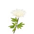 SILK AMAZING DAHLIA BEAUTY CREAM L 35X100CM