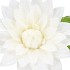 SILK AMAZING DAHLIA BEAUTY CREAM L 35X100CM