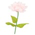 SILK AMAZING DAHLIA BEAUTY LIGHT PINK XXXL 65X145CM