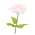 SILK AMAZING DAHLIA BEAUTY LIGHT PINK XXL 50X120CM