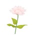 SILK AMAZING DAHLIA BEAUTY LIGHT PINK XL 43X110CM