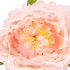 SILK AMAZING PEONY BEAUTY PEACH XXL 48X128CM