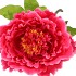 SILK AMAZING PEONY BEAUTY FUCHSIA XL 38X115CM