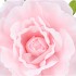SILK AMAZING ROSE BEAUTY LIGHT PINK XL 40X110CM