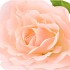 SILK AMAZING ROSE BEAUTY PEACH XL 40X110CM