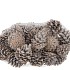 NATURE AUSTRIAN PINECONE WHITE P/1KG