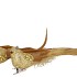 DECO SHINE BIRD CLIP COZY GOLD 16CM P/2