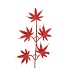 PICK SHINE MAPLE JOLLY RED 44CM P/12 NM