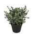 SILK EUCALYPTUS GREEN IN POT M 23X23X28CM NM