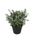 SILK EUCALYPTUS GREEN IN POT S 18X18X19CM NM