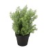 SILK CYPRESS GREEN IN POT L 33X33X48CM NM